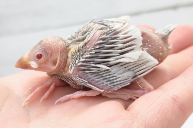 シルバーイノ文鳥