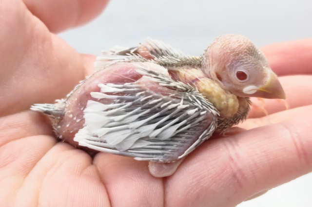 シルバーイノ文鳥