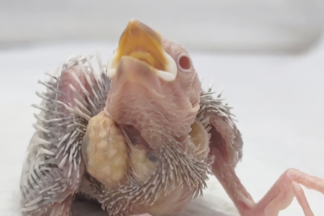 シルバーイノ文鳥