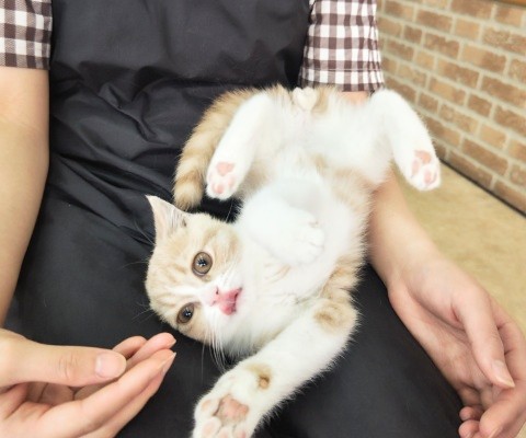 ブリティッシュショートヘア