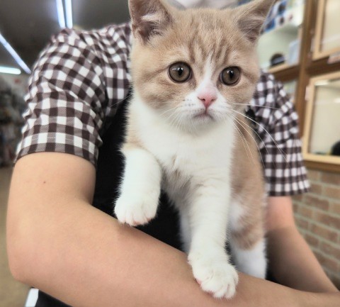 ブリティッシュショートヘア