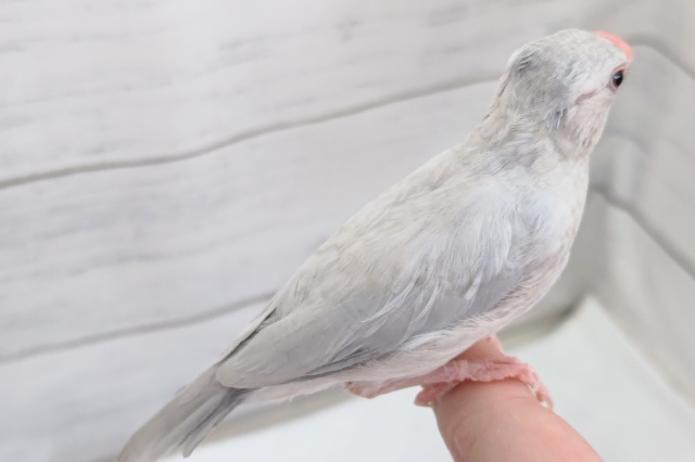 シルバー文鳥