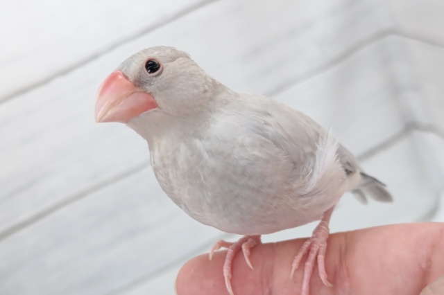 シルバー文鳥