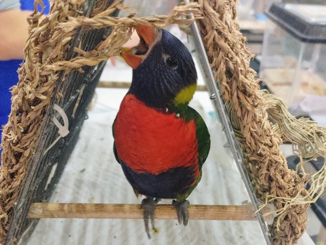 ゴシキセイガイインコ