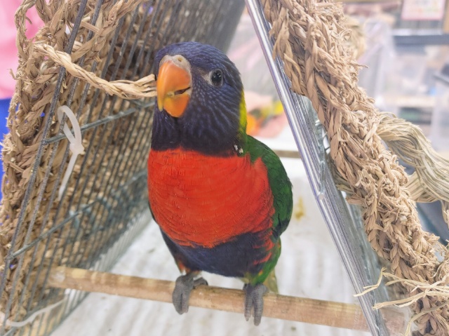 ゴシキセイガイインコ