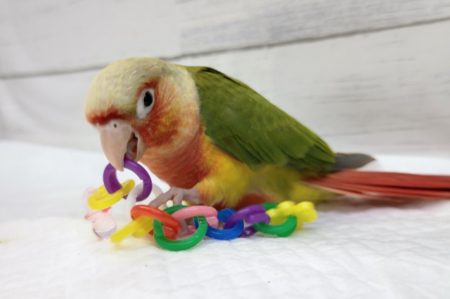 ホオミドリウロコインコ