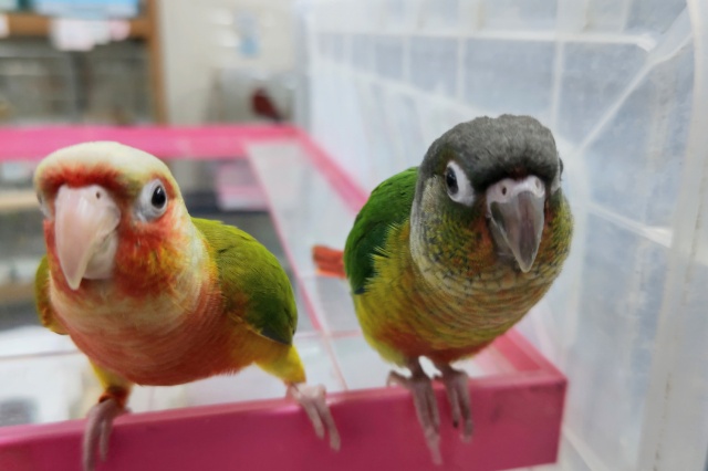 ホオミドリウロコインコ