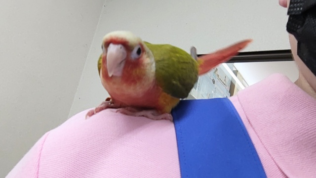ホオミドリウロコインコ