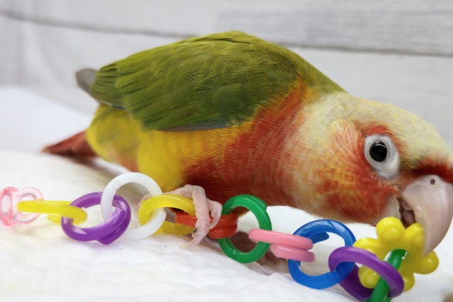 ホオミドリウロコインコ