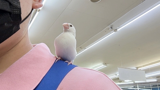 白文鳥