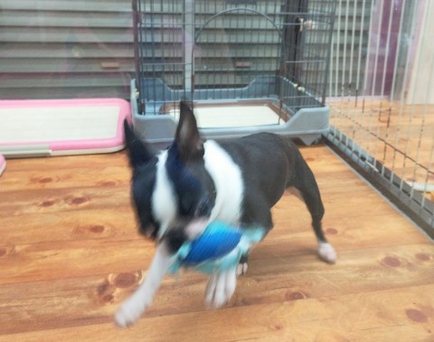 ボストンテリア