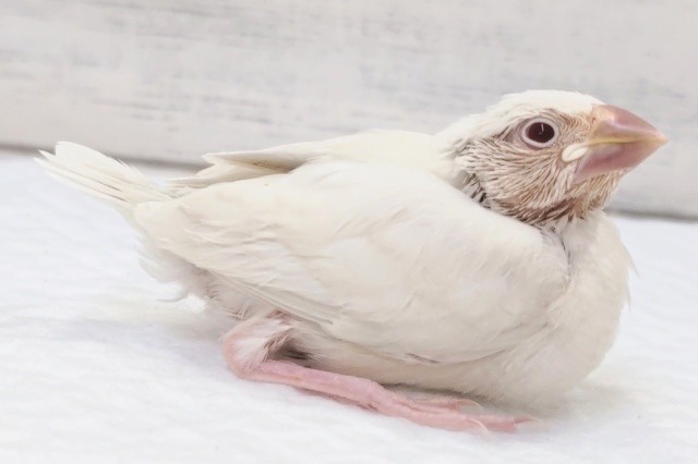 シルバーイノ文鳥