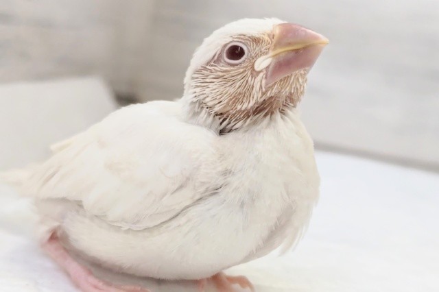 シルバーイノ文鳥