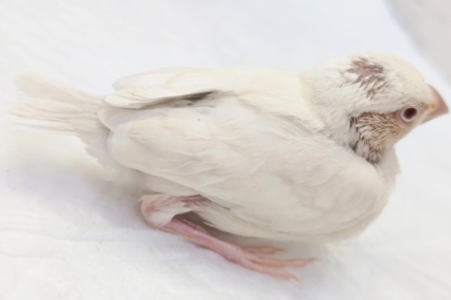 シルバーイノ文鳥