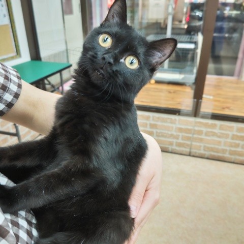 スコティッシュフォールド