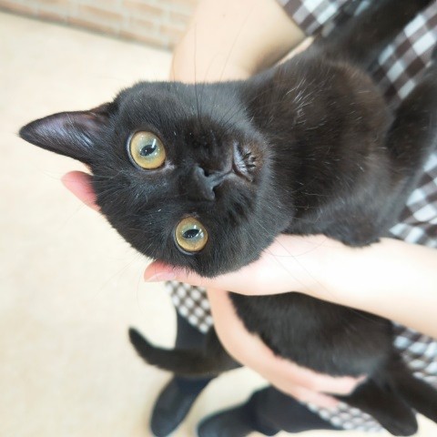 スコティッシュフォールド