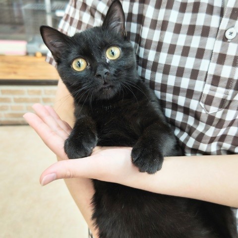 スコティッシュフォールド