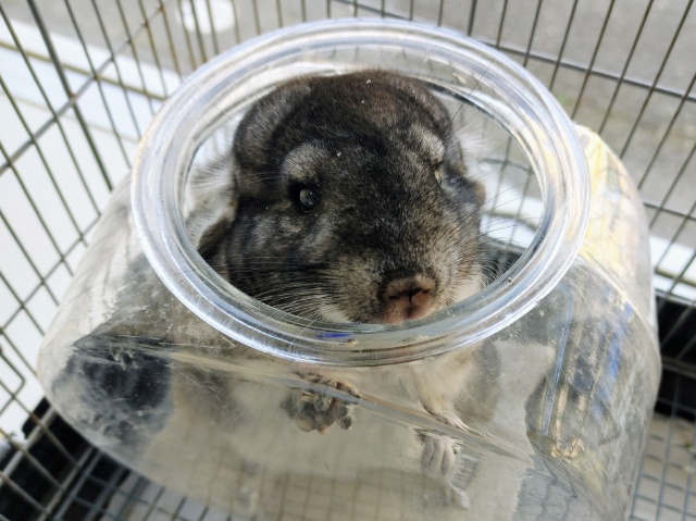 最新画像更新❤久しぶりの新入りさん❤チンチラのノーマルカラー入荷しました❤ チンチラ