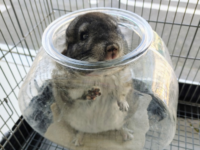 最新画像更新❤久しぶりの新入りさん❤チンチラのノーマルカラー入荷しました❤ チンチラ