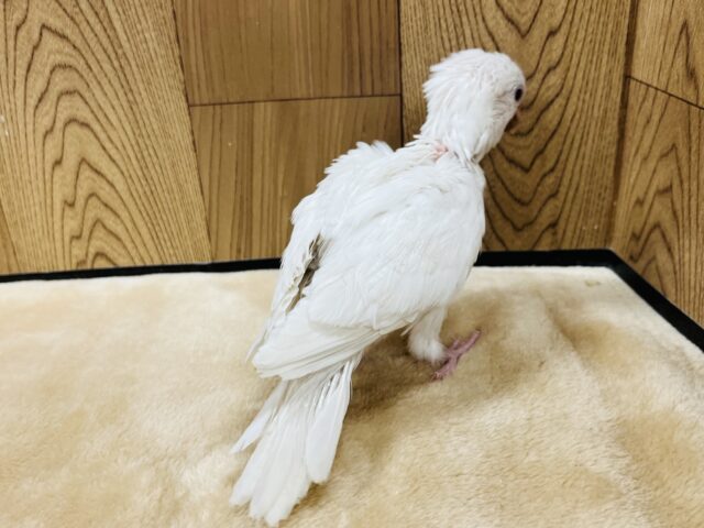 【動画更新🪄とってもお利口さん☆】天使みたい♡かわいすぎるオキナインコ(アルビノ)ヒナ オキナインコ