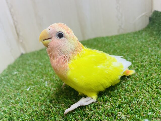 コザクラインコ（小桜インコ）