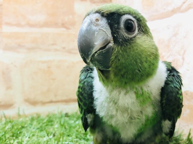 ズアカハネナガ