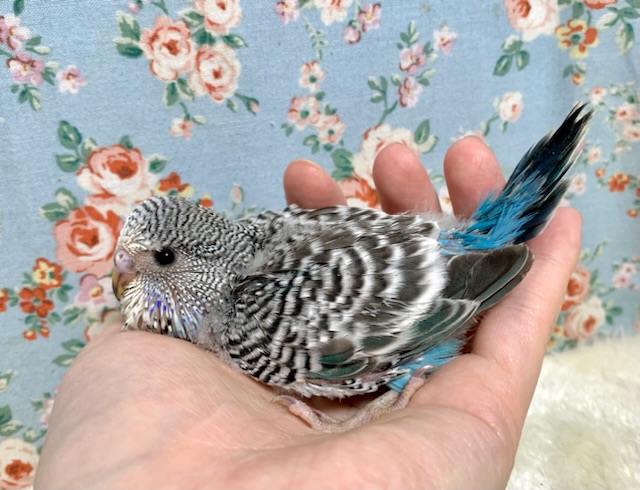 ジャンボセキセイインコ