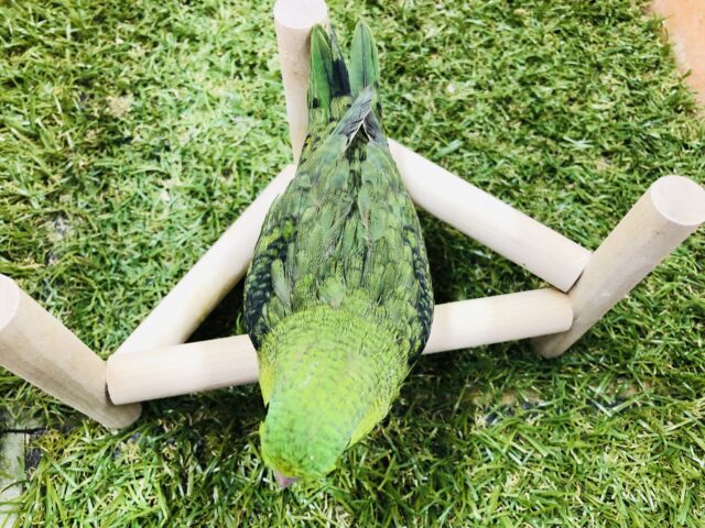 サザナミインコ