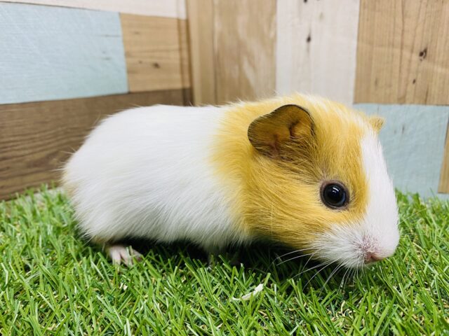 イングリッシュモルモット
