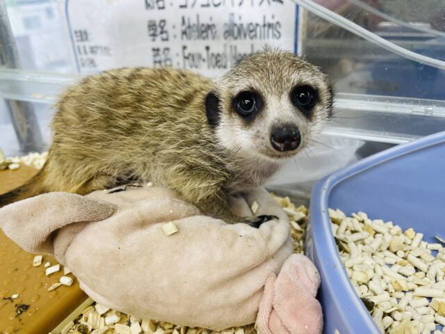 ミーアキャット