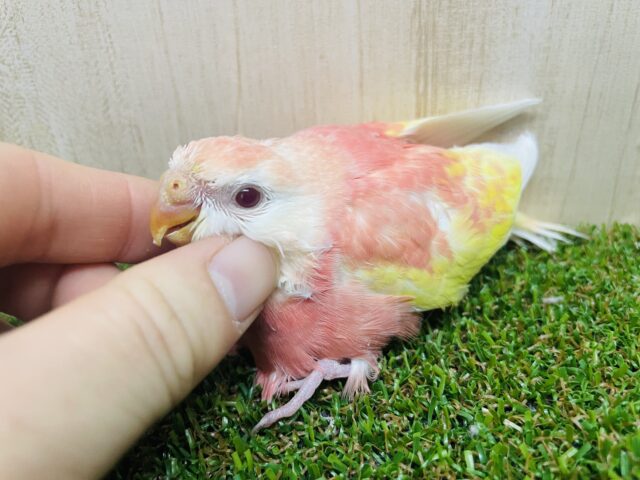 待ってました‼️レアカラーのアキクサインコさん✨ アキクサインコ ルビノー アキクサインコ(秋草インコ)