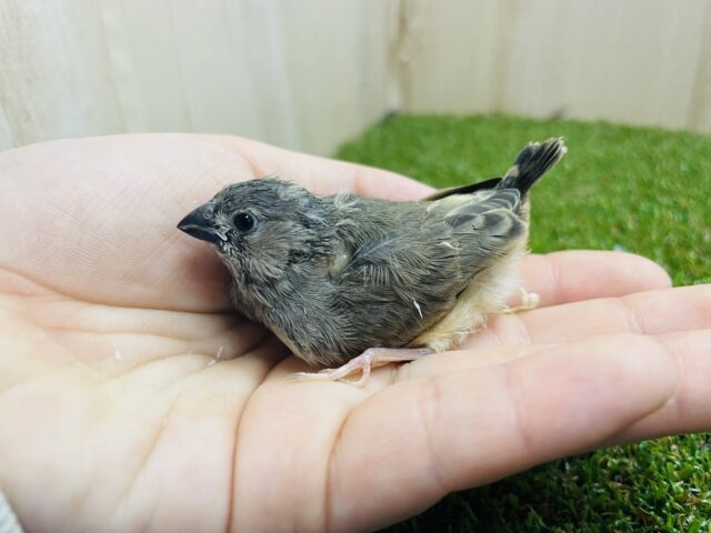 錦花鳥（キンカチョウ）