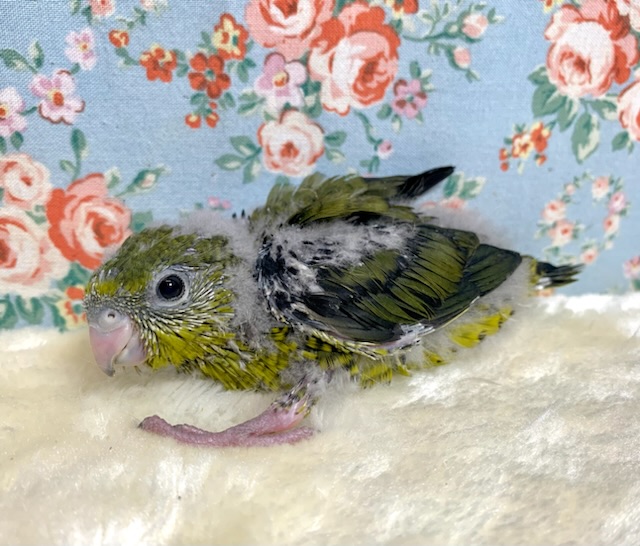 サザナミインコ