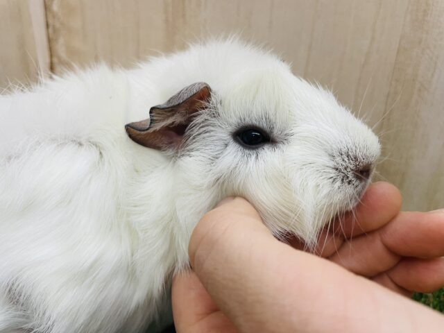 ふわふわワタアメみたい〜🍬 アビシニアンモルモット 女の子 アビシニアンモルモット