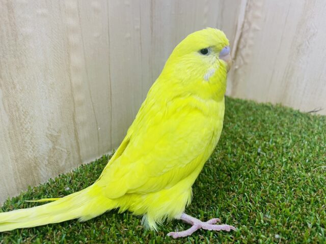 ジャンボセキセイインコ