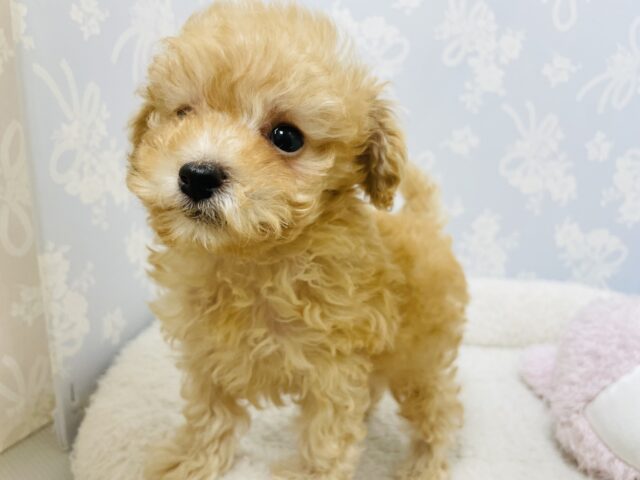 トイプードル