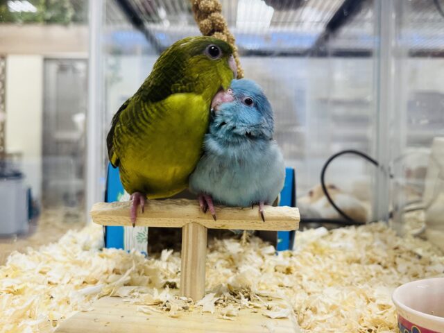 サザナミインコ