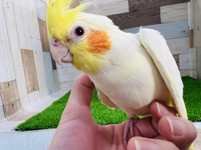 オカメインコ
