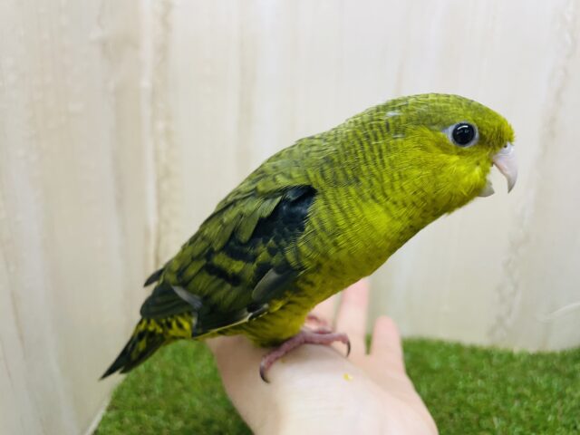 サザナミインコ