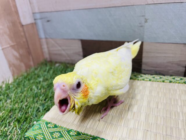 オカメインコ