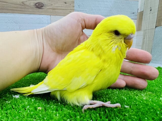 ジャンボセキセイインコ