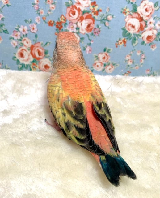 アキクサインコ（秋草インコ）