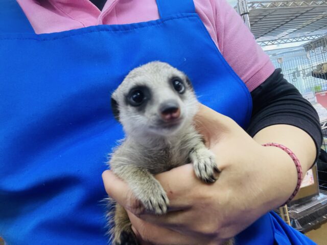 ミーアキャット