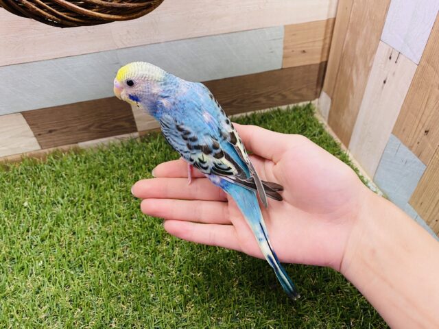 セキセイインコ