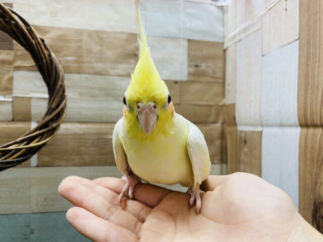 オカメインコ