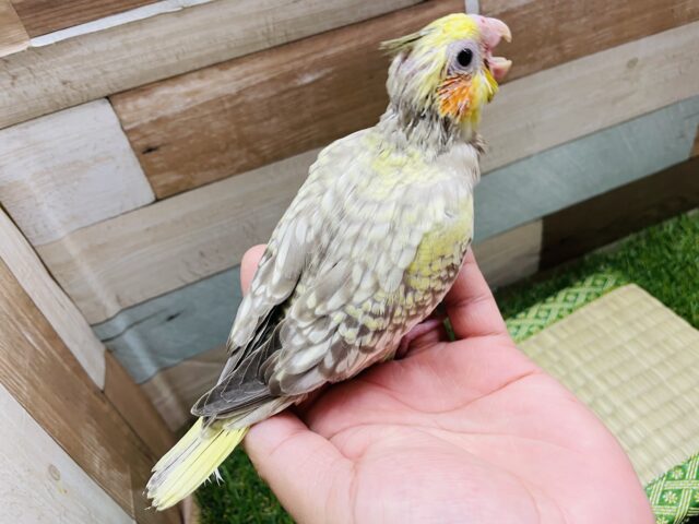 オカメインコ