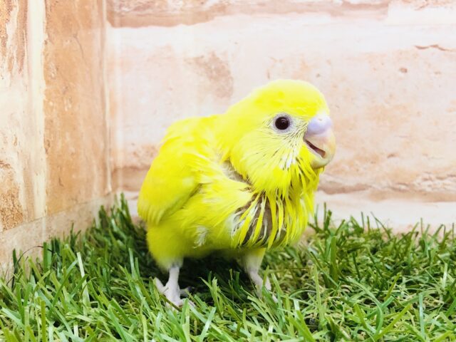 セキセイインコ
