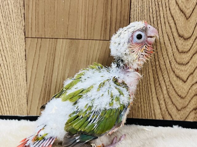 ホオミドリウロコインコ