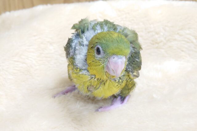 サザナミインコ