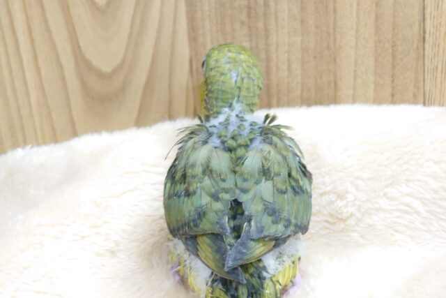 サザナミインコ